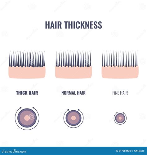 ponytail thickness test|thick hair type chart.